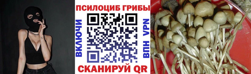 хочу   Комсомольск  Псилоцибиновые грибы Cubensis 